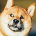 Shiba Inu Vs. Dogecoin And LUNA: Which One Will Survive The Crypto Carnage?