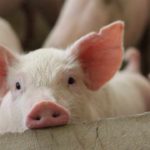 US State Issues Order Freezing Crypto at Exchanges in Pig Butchering Scam Crackdown