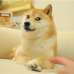 Kabosu, The Real-Life Pooch Behind Dogecoin, In ‘Dangerous’ Health Condition