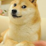 Shiba Inu Open Interest Tops $100M, Raises Red Flag For Bitcoin