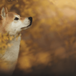 What You Need to Know About Shiba Inu’s Shibarium Relaunch and Testing