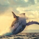 These Crypto Projects Are Seeing the Highest Increase in Whale Activity