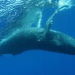 No, Polymarket Whales Aren't Evidence of Prediction Market Manipulation